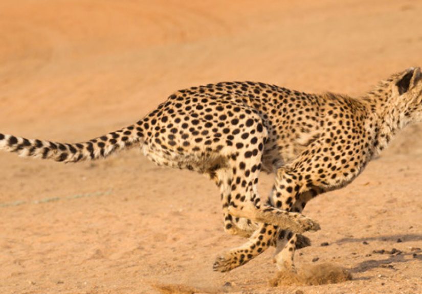 10 Cool And Quirky Facts We Learned About Animals In 2014