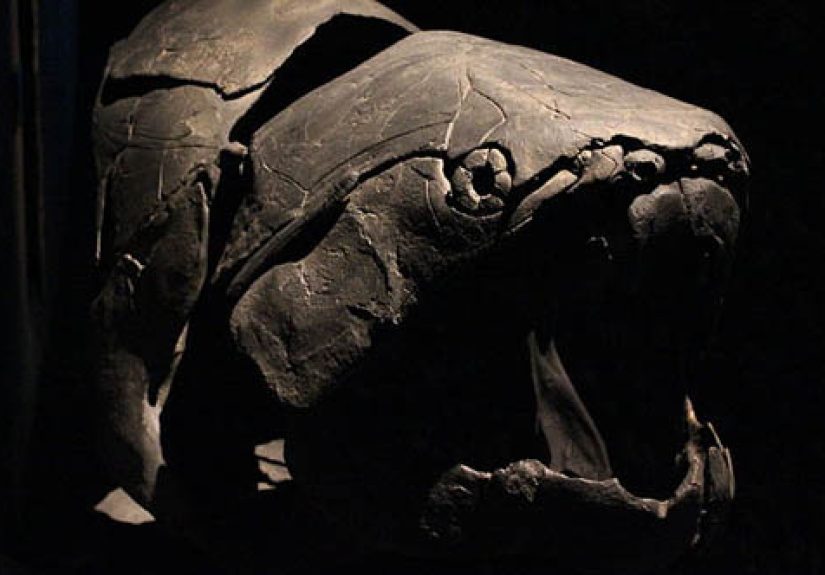 10 Eerily Well-Preserved Remains Of Extinct Animals – Listverse-Style Deep Dive