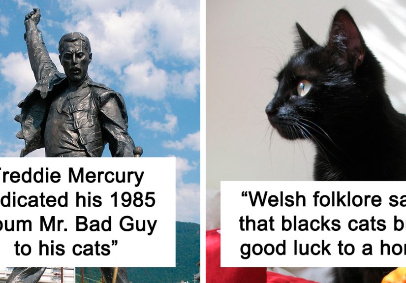 15 Fun Facts About Cats To Sink Your Claws Into