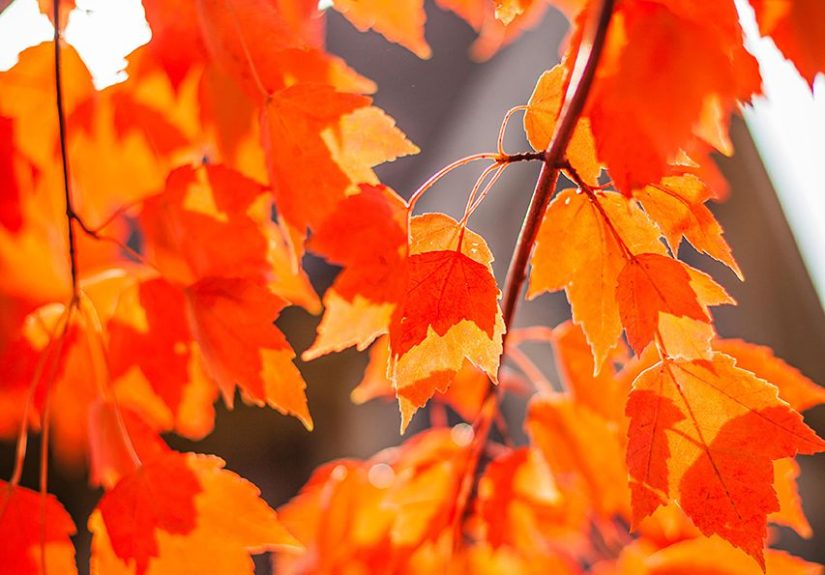 15 Types of Maple Trees for Vibrant Color