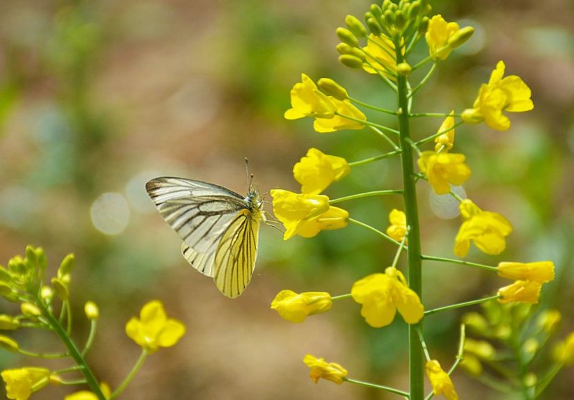 23 Yellow Perennial Flowers You Should Plant for a Brighter Garden