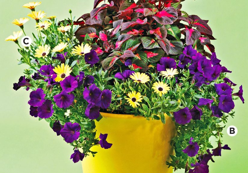 29 Flower Pot Ideas for Lovely Blooms and Foliage