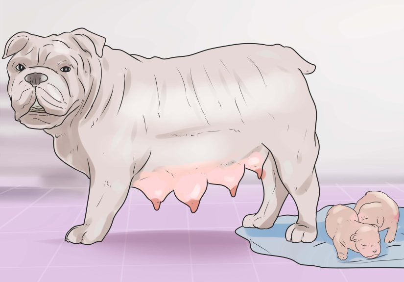 3 Ways to Help Your Dog Whelp or Deliver Puppies