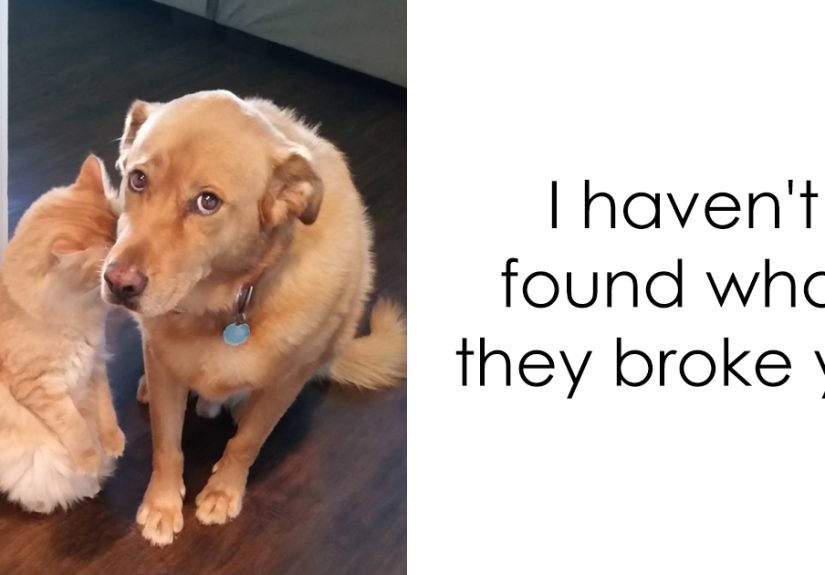 30 Hilarious Cat Snapchats That Are Im-Paw-Sible Not To Laugh At