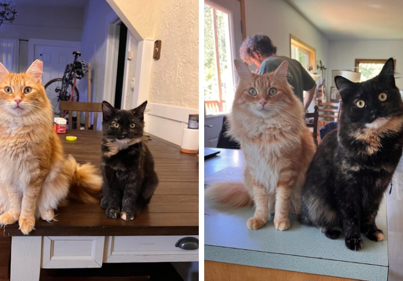 30 Pics Of Kittens And The Cattos They Turned Into For Feline Fans Craving Some Cuteness