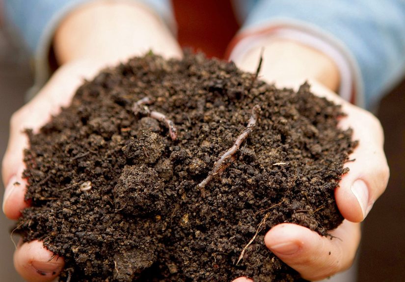 4 Common Topsoil Mistakes That Can Stall Plant Growth