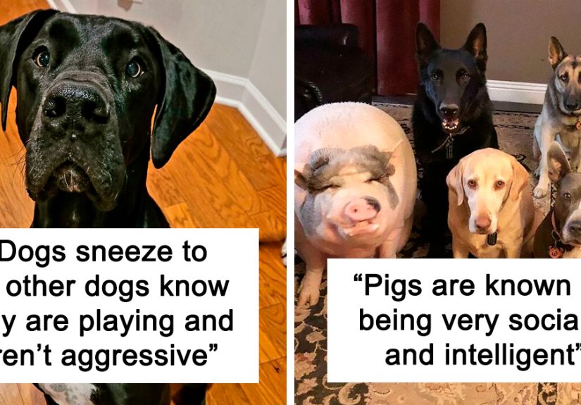 40 Lesser-Known Facts About Animals That Made People Say ‘Aww’ (New Pics)