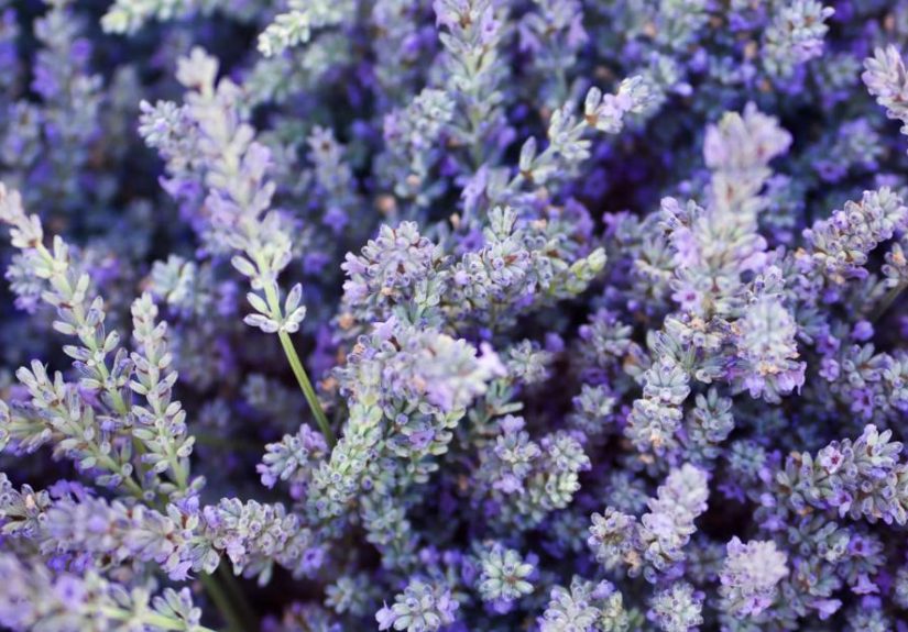 6 Lavender Benefits and How To Use It