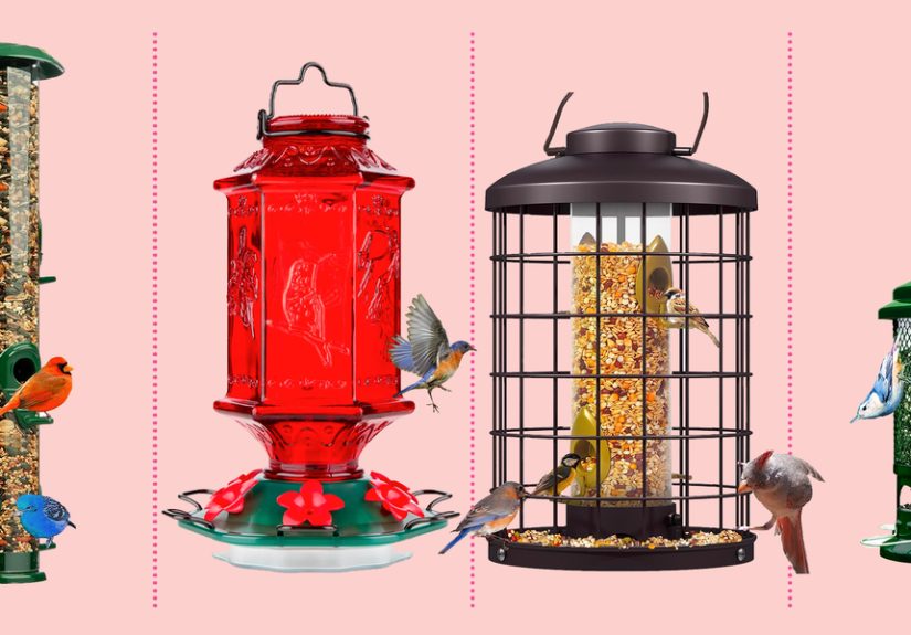 7 Best Bird Feeders of 2024