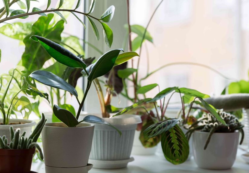 7 Hard-to-Kill Houseplants for Beginners, According to Plant Pros