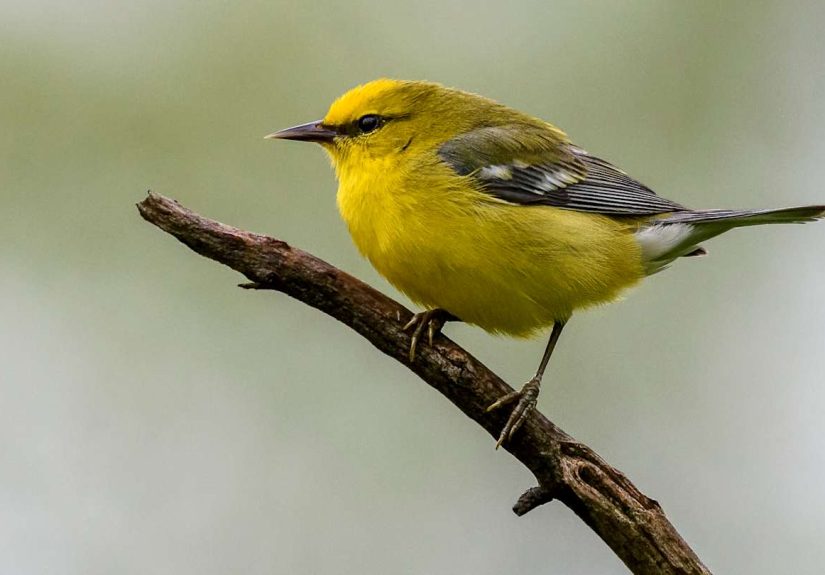 9 Astounding Facts About Bird Migration