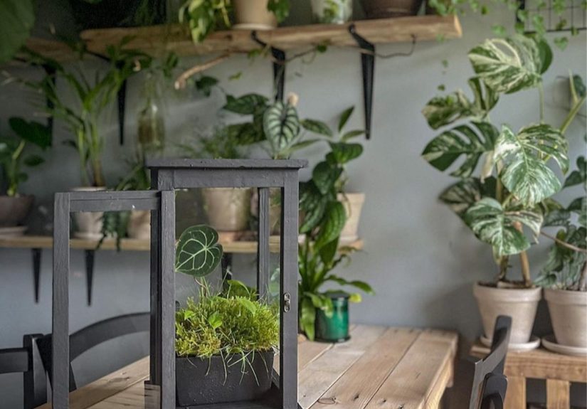 9 DIY Indoor Greenhouses