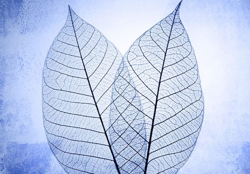 Dementia vs. Alzheimer’s disease: What is the difference?