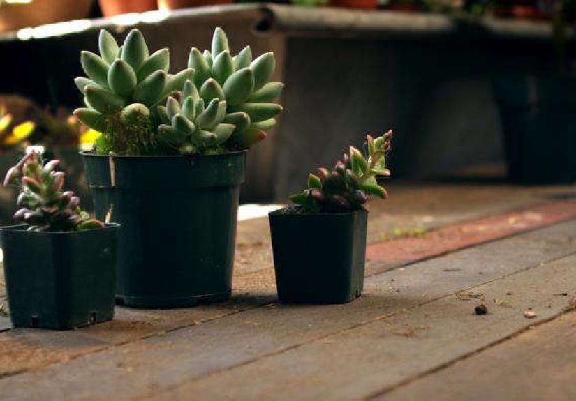 DIY Vertical Garden Kit: Just Add Water (and a Wall)