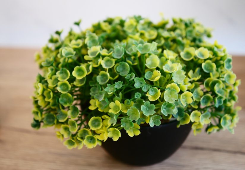 Do Fake Plants Really Provide the Same Health Benefits as Living Plants?