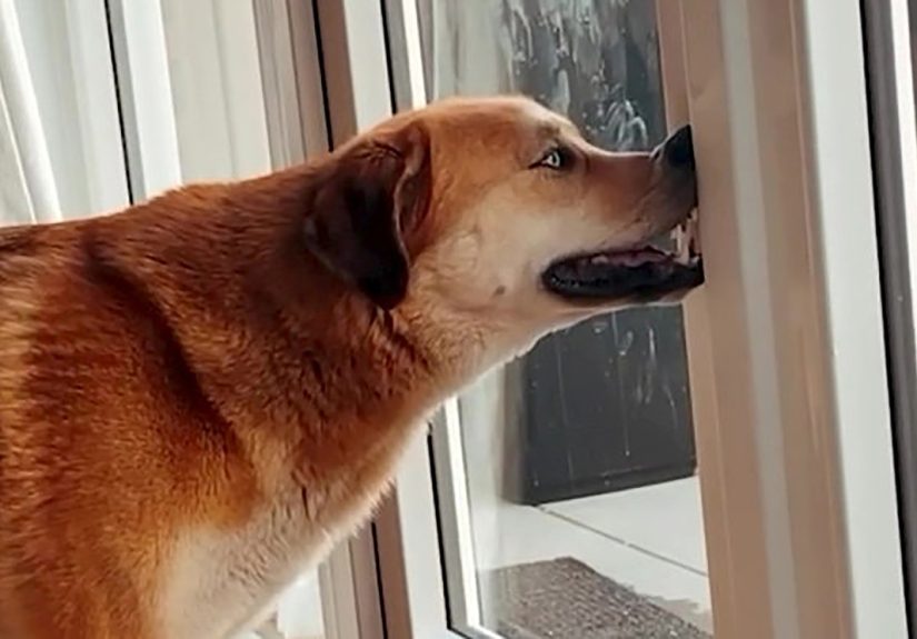 Hey Guys! I Dare You To Post A Funny Pic Of Your Pet. (Don’t Use Google!)