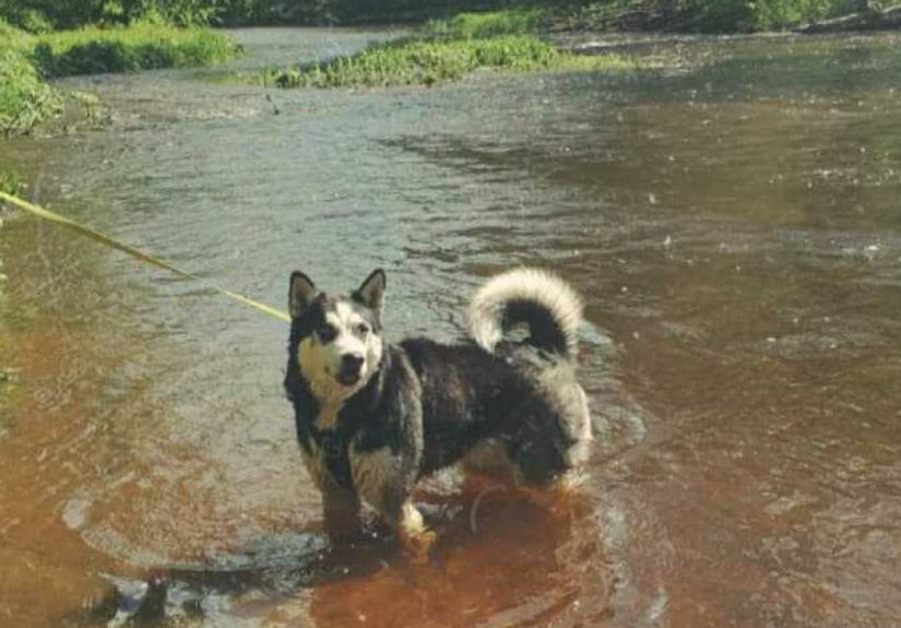 Hey Pandas, To Celebrate National Dog Day, Post A Picture Of Your Dog! (Closed)