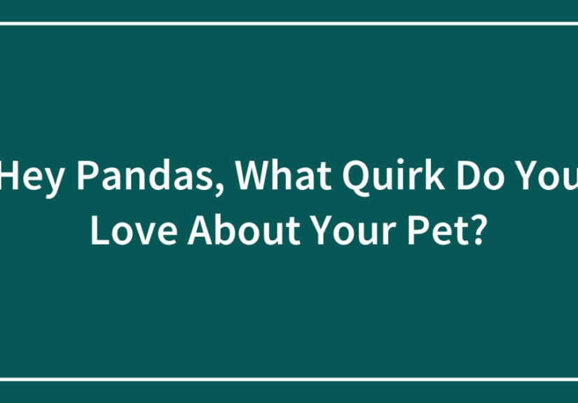Hey Pandas, What Quirk Do You Love About Your Pet? (Closed)