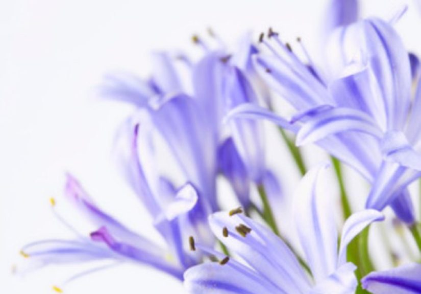 How to Care for Lily of the Nile