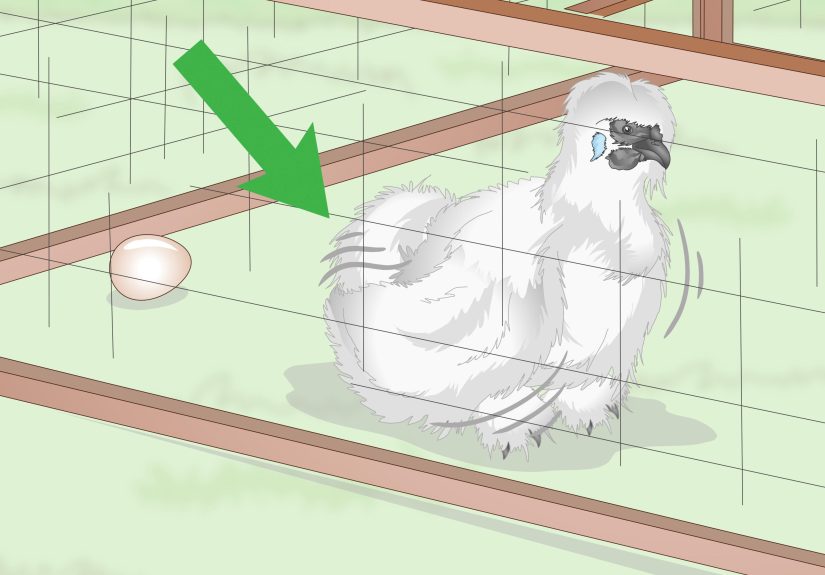 How to Care For Silkie Chickens