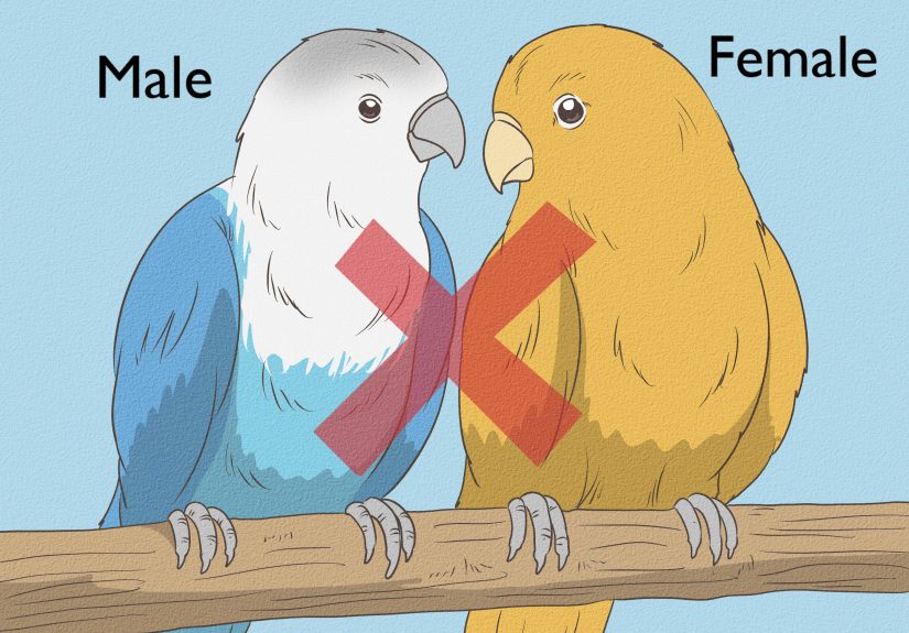 How to Determine the Sex of a Lovebird: Expert-Backed Tips