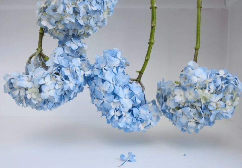 How to Dry and Preserve Hydrangea Flowers
