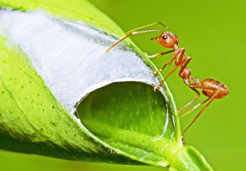 How to Effectively Get Rid of Ants in Your GardenWithout Killing Your Plants