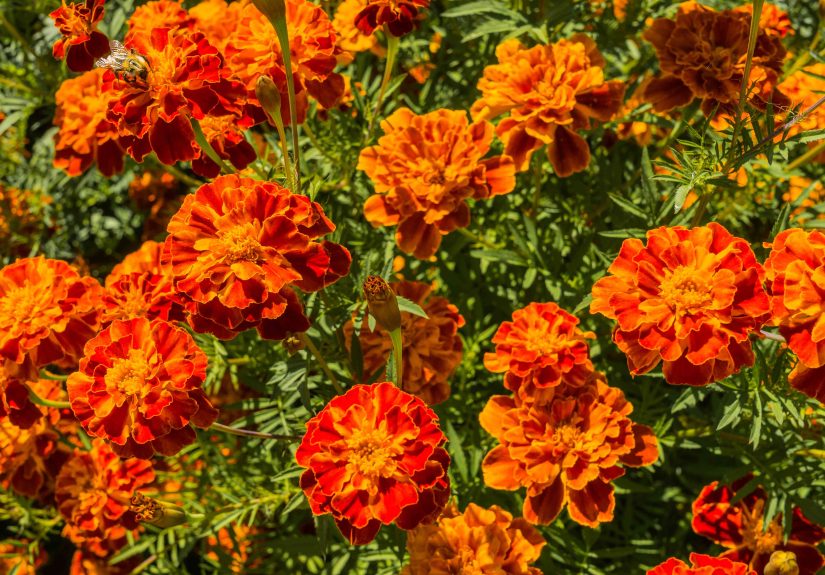 How to Grow and Care For French Marigold (Tagetes patula)