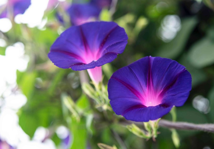 How to Grow and Care for Morning Glory