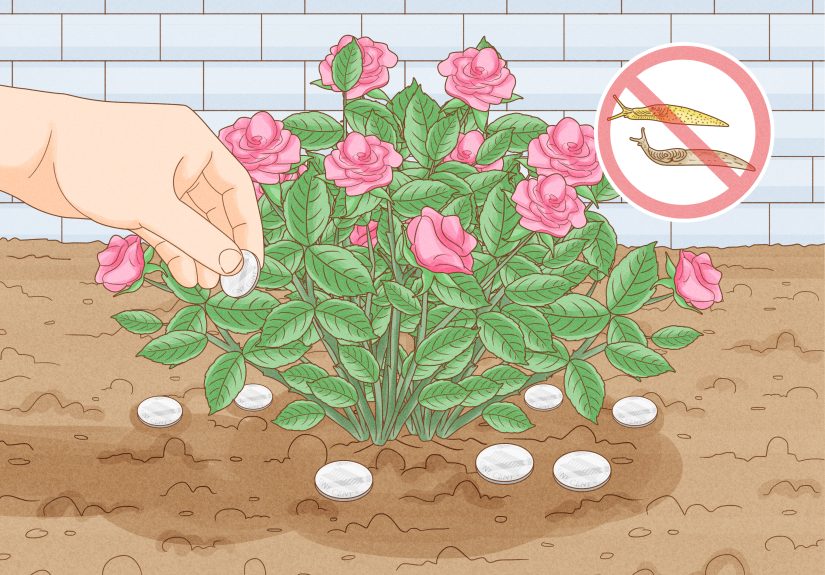How to Grow Healthy Plants: 10 Steps