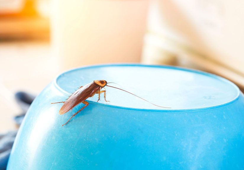 How to Keep Roaches Away and Get Rid of Them in Your Home