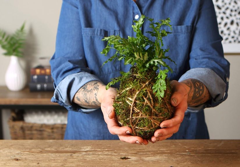 How to Make a DIY Kokedama Ball