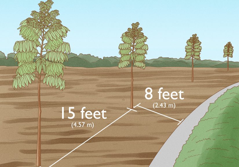 How to Plant Mahogany Trees