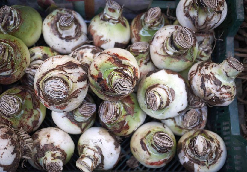 How to Store Amaryllis Bulbs