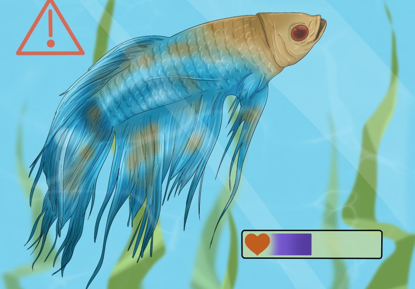 How to Take Care of a Siamese Fighting Fish: 10 Steps