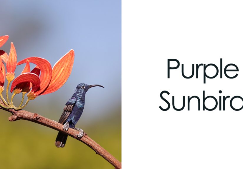 I Created A Pollinator Paper Art Collection To Remind Us Of The Importance Of Pollinators For Our Survival (98 Pics)