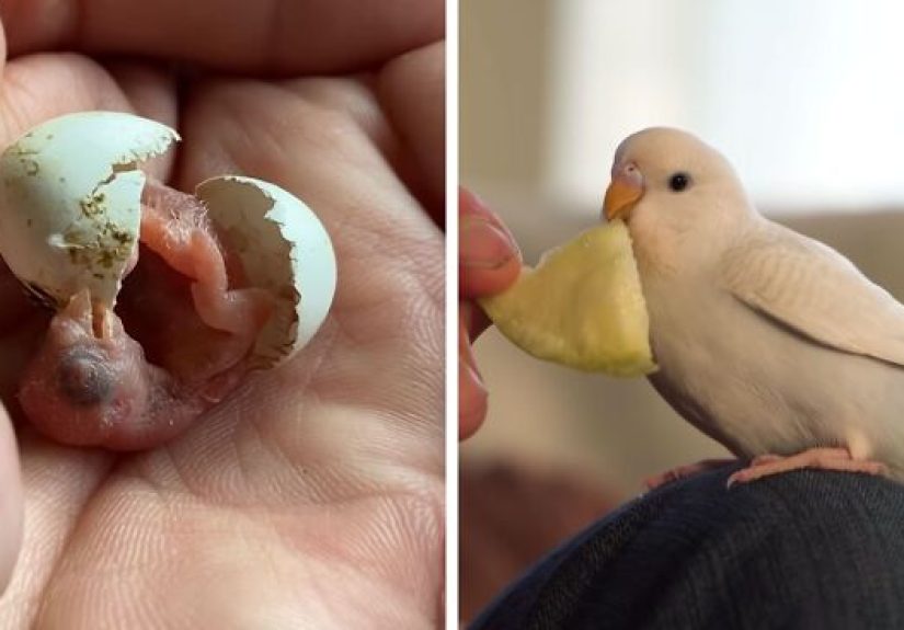 Man Finds An Abandoned Parrot Egg And Hatches It Into An Adorable Budgie