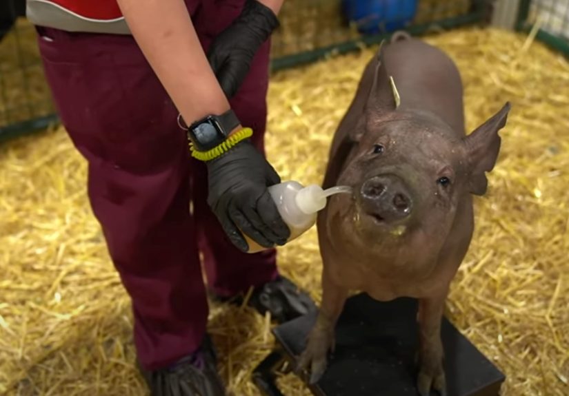 Neuralink Elon Musk: Why Is Neuralink Testing on Pigs?