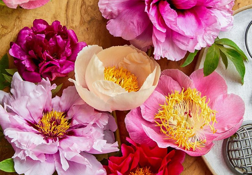 Peonies Care Basics Every Gardener Should Know