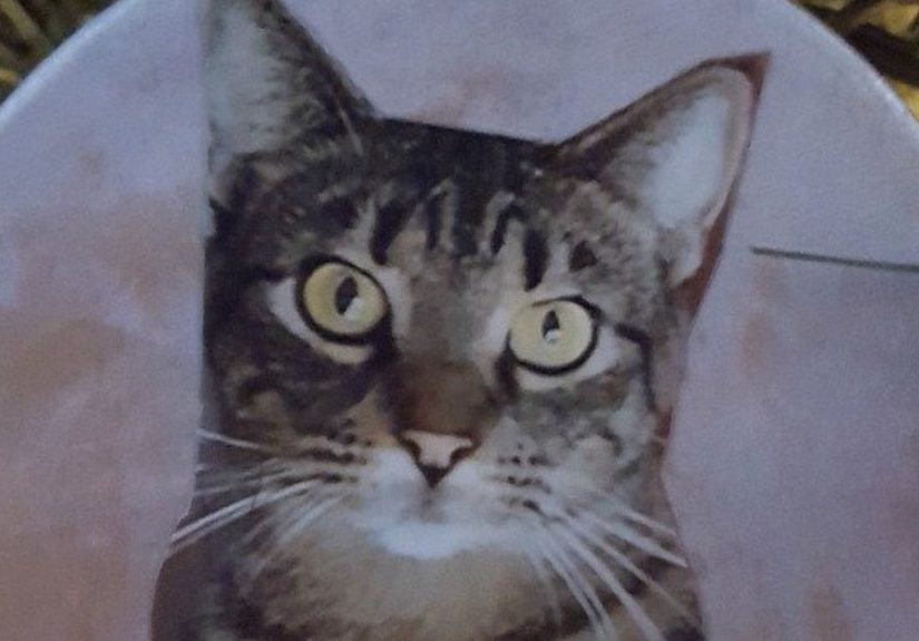 Pet Photo Christmas Ornaments