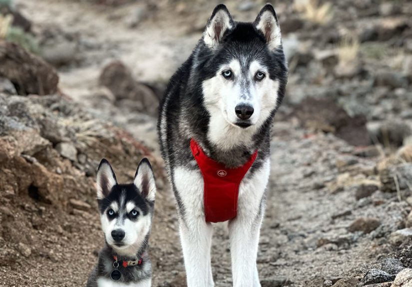 “Seeing Double Edits”: 34 Animals Meet Their Younger Selves In Adorable Photo Edits