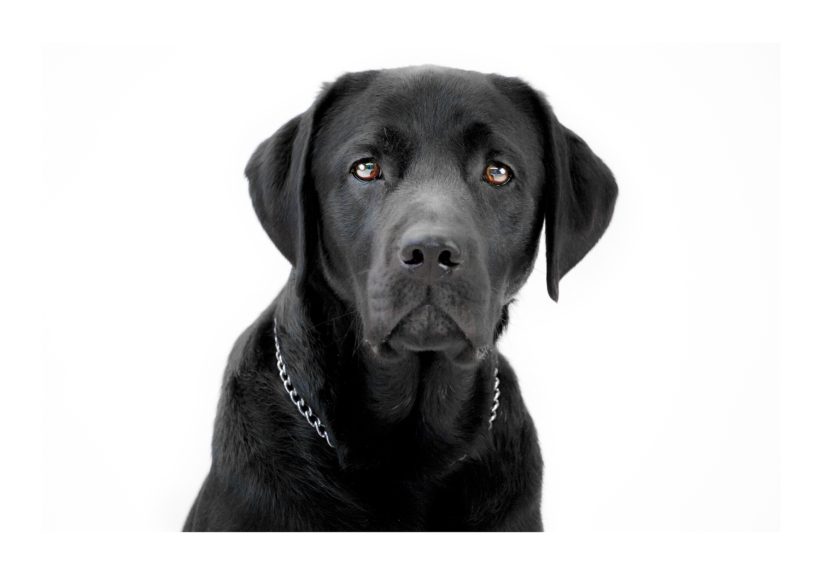 The Black In The Syndrome