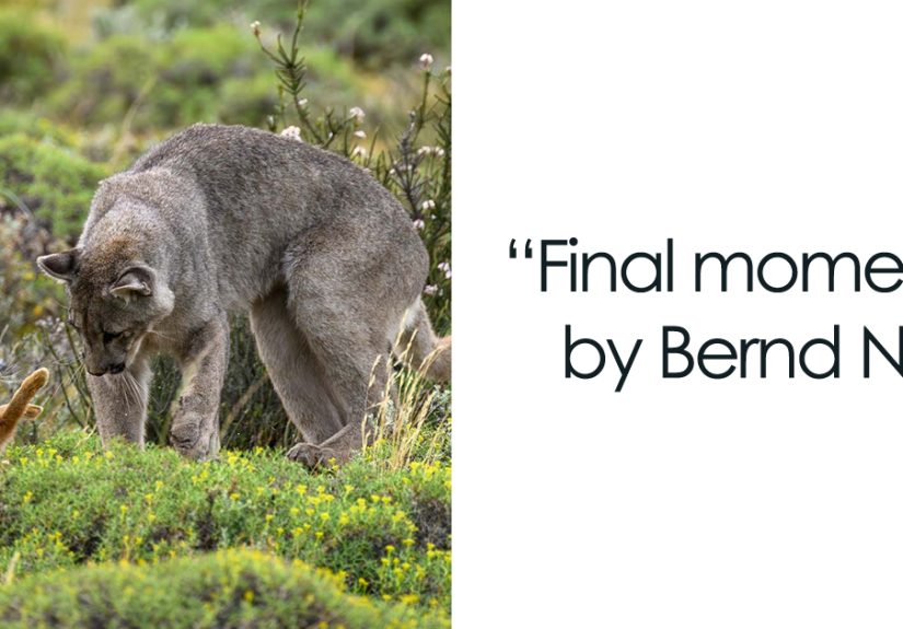 The German Society For Nature Photography Has Chosen The Best Wildlife Photographs In Europe (30 Pics)