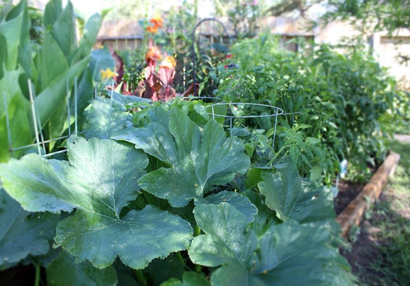 These Rookie Mistakes Almost Took Out My Vegetable Garden