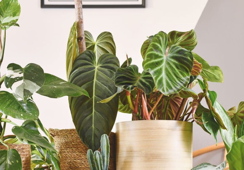 Think Houseplants Purify the Air? Science Says Otherwise