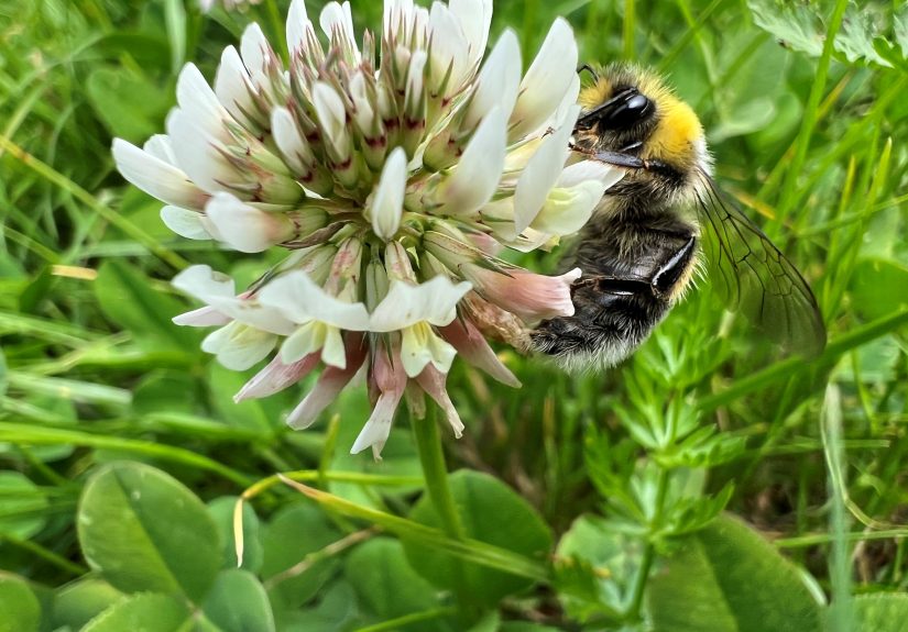 What Is a Bee Lawn? Plus How to Plant One