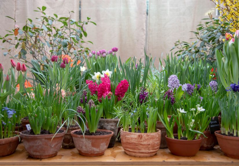 What To Know About Planting Bulbs in Pots