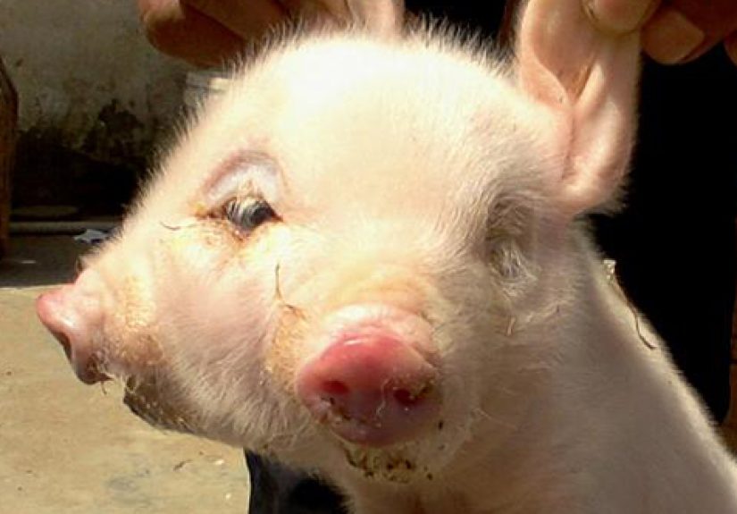 10 Bizarre Birth Mutations In Animals