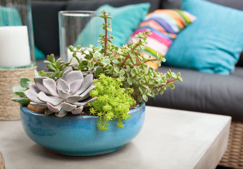 10 Dish Garden Ideas That Will Bring the Outdoors In