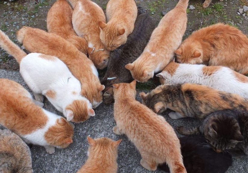 10 Fascinating Facts About Aoshima, The Island Of Cats